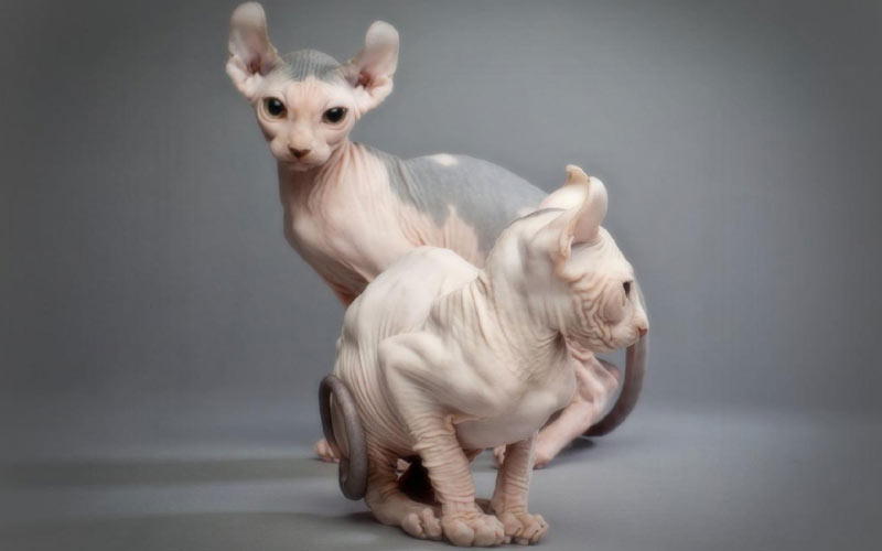 Elfe - races de chats rares