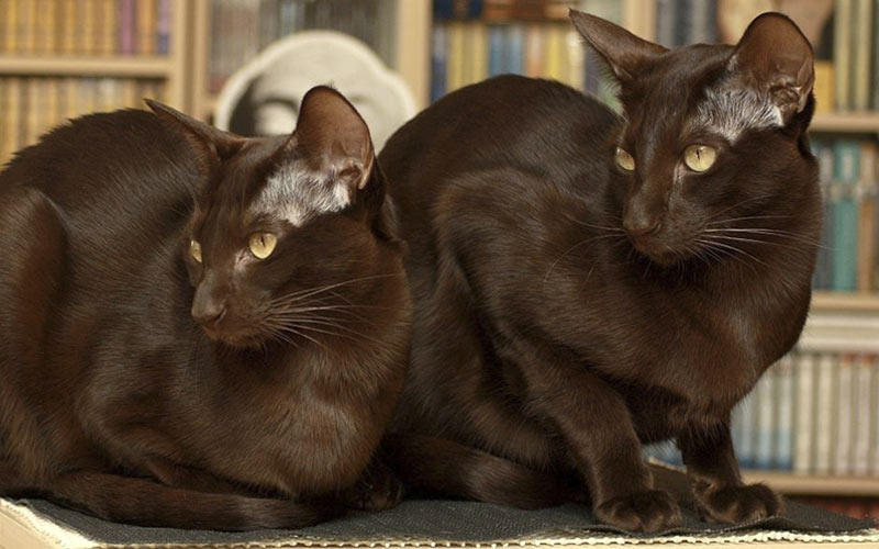 Havana - races de chats rares