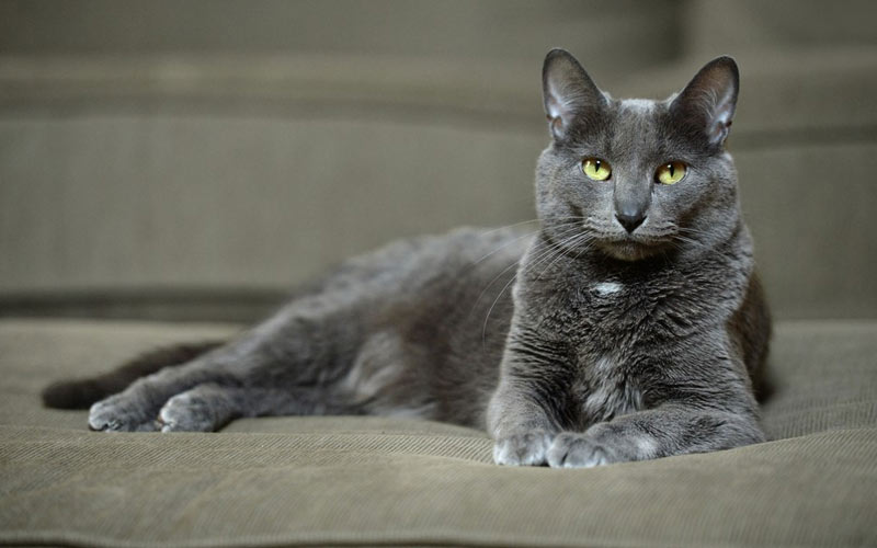 Le Korat est une race de chat rare.