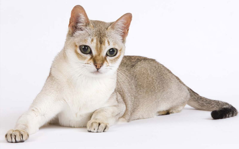 Singapour - races de chats rares