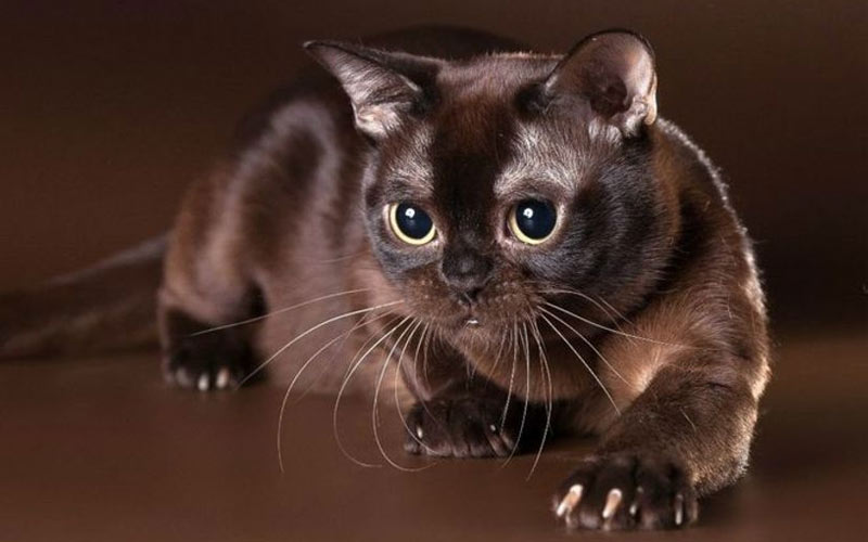 Le chat birman européen est une race de chat rare.