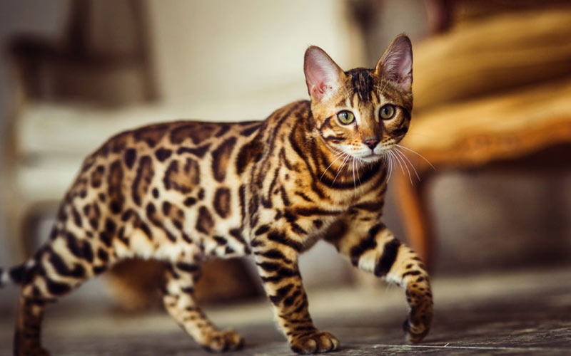 Ashera est une race de chat rare.