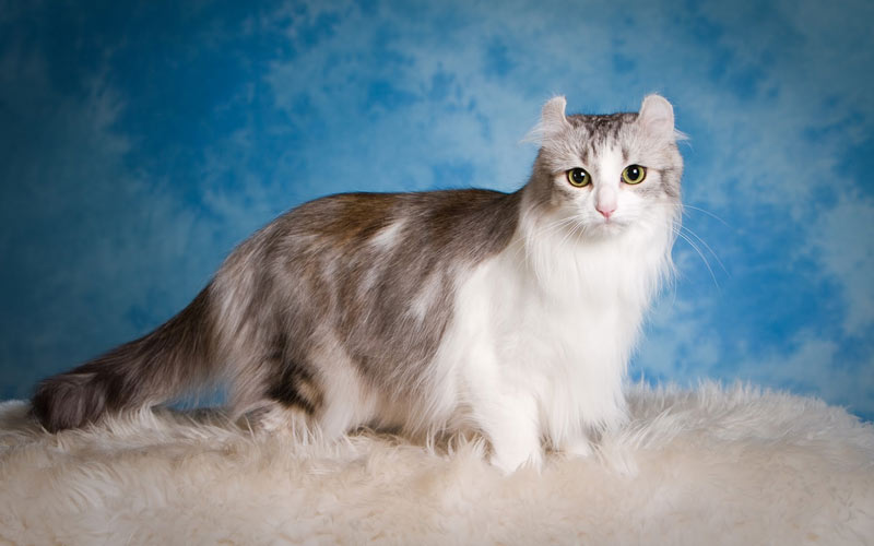 American Curl - races de chats rares