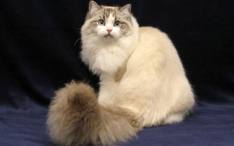 Ragamuffin - une race de chat rare