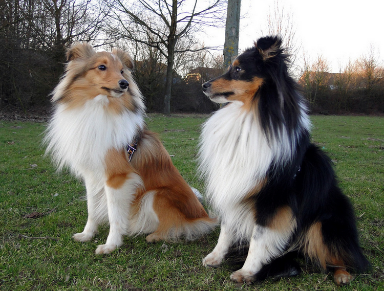 race de chien Sheltie