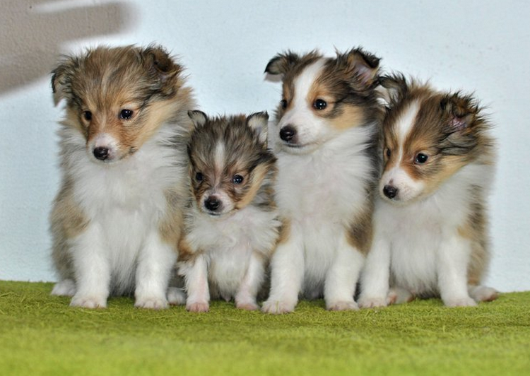chiots mini collie