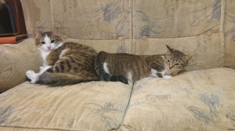 Le chat demande un chat