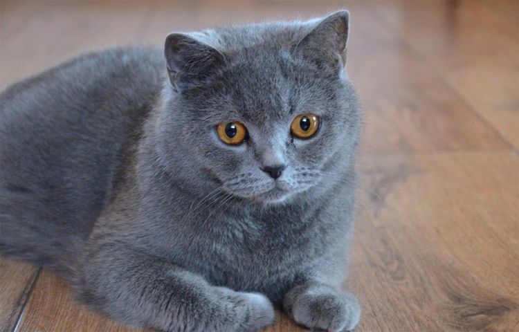 chat British Shorthair