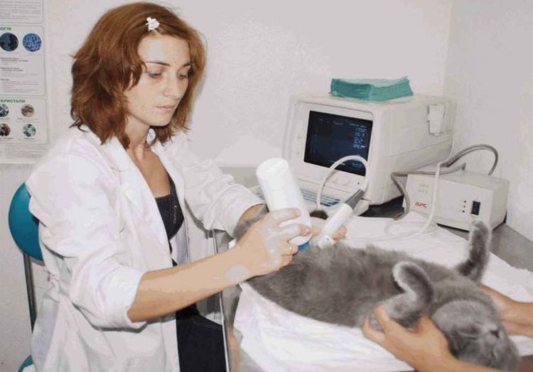 Échographie d'un chat britannique
