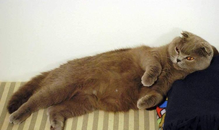 Chatte à oreilles tombantes enceinte