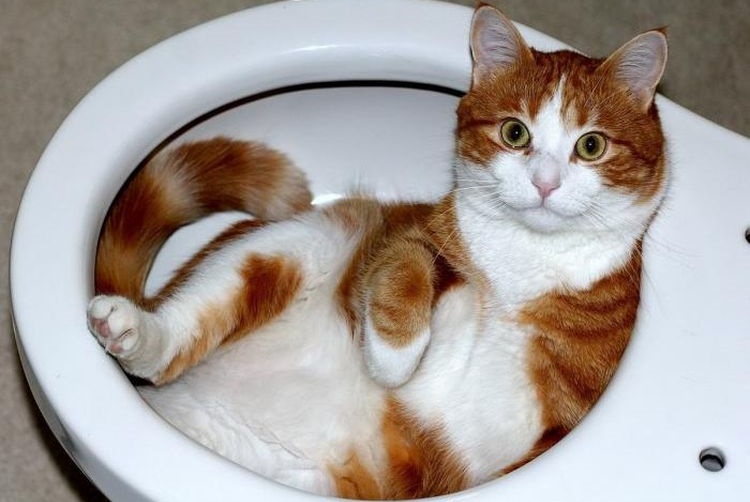 Un chat roux dans les toilettes