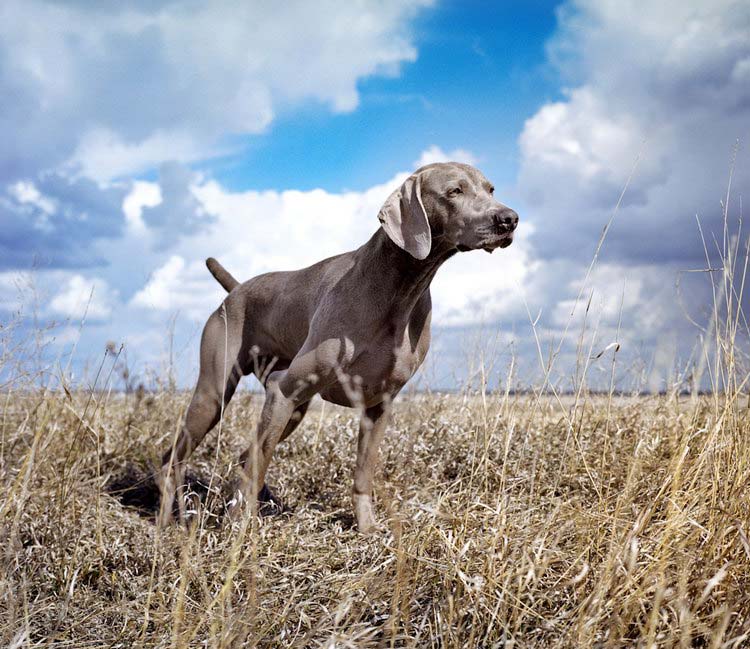 race de chien Weimaraner