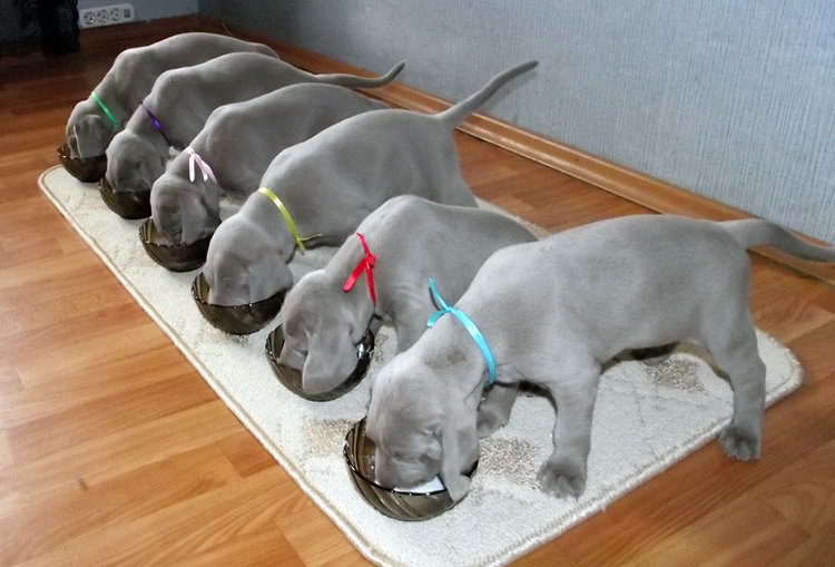 nutrition du Braque de Weimar