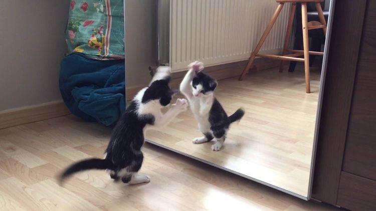 Un chat joue avec son reflet dans le miroir