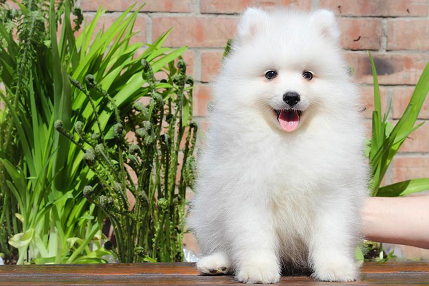 chiot Spitz japonais