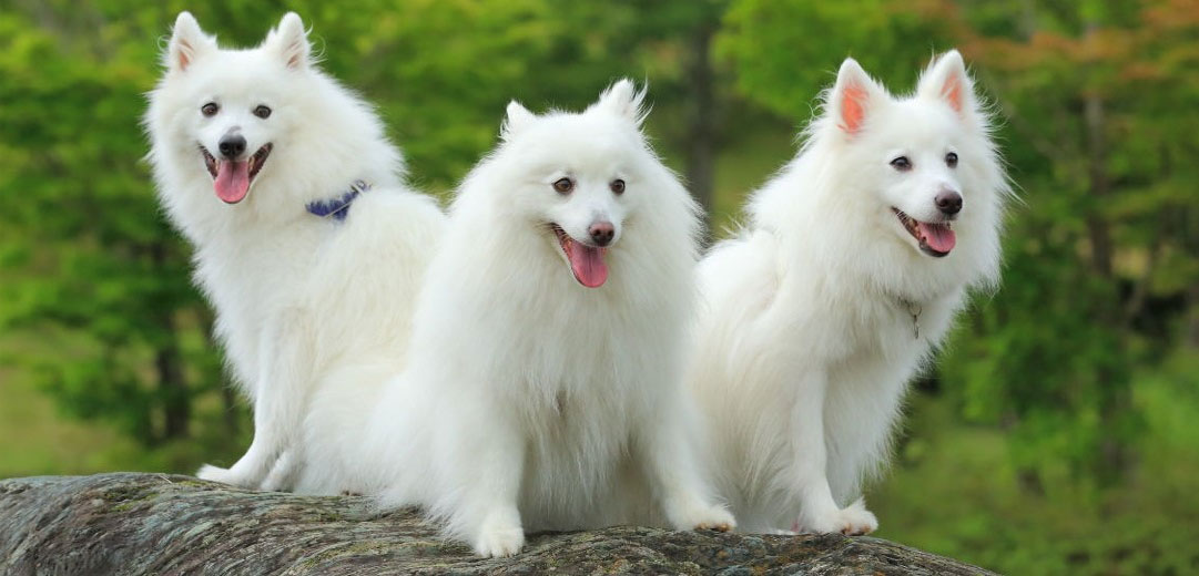Quelle est la durée de vie d'un Spitz japonais ?