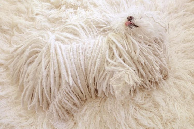 Un chien hirsute sur le tapis