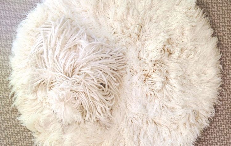 Un chien hirsute sur le tapis