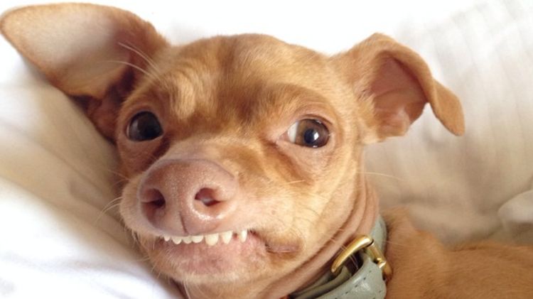 Un chien aux dents proéminentes portant un collier