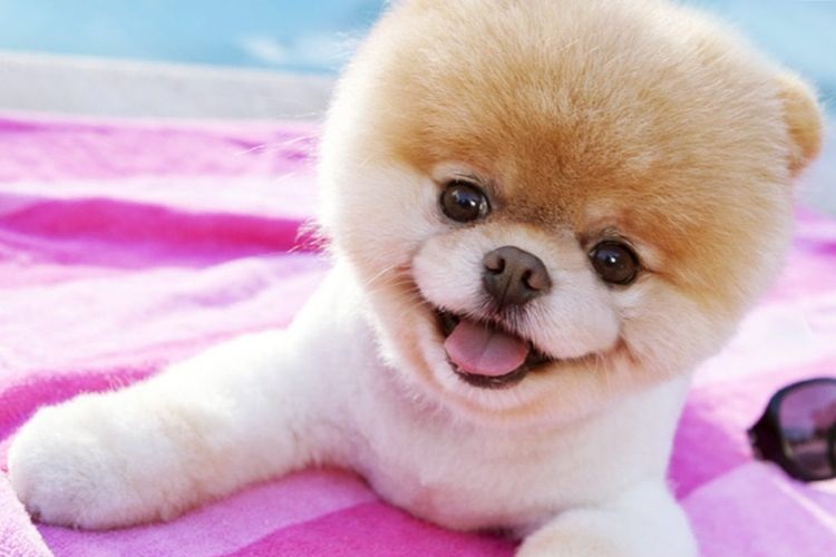 Chien sur une couverture rose