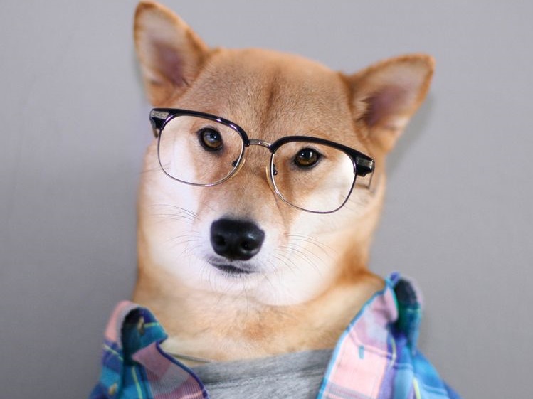 Un chien portant des lunettes et une chemise