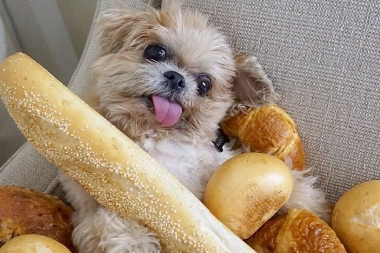 Un chien qui tire la langue