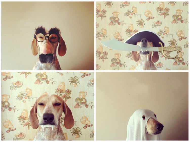 Quelques photos amusantes d'un chien