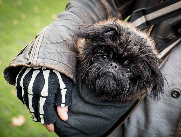 entretien du Griffon belge