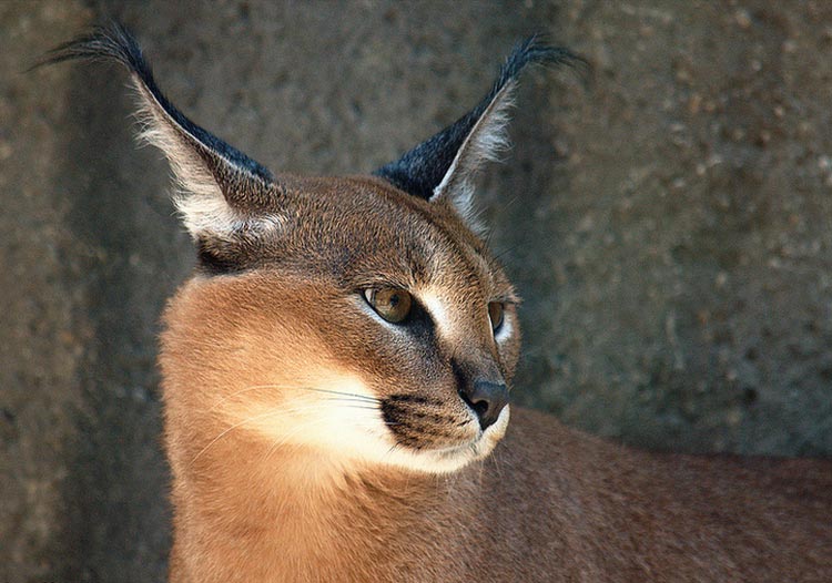 caracal lynx