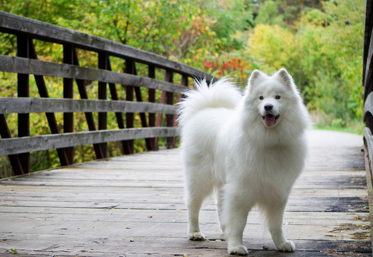 race Samoyède