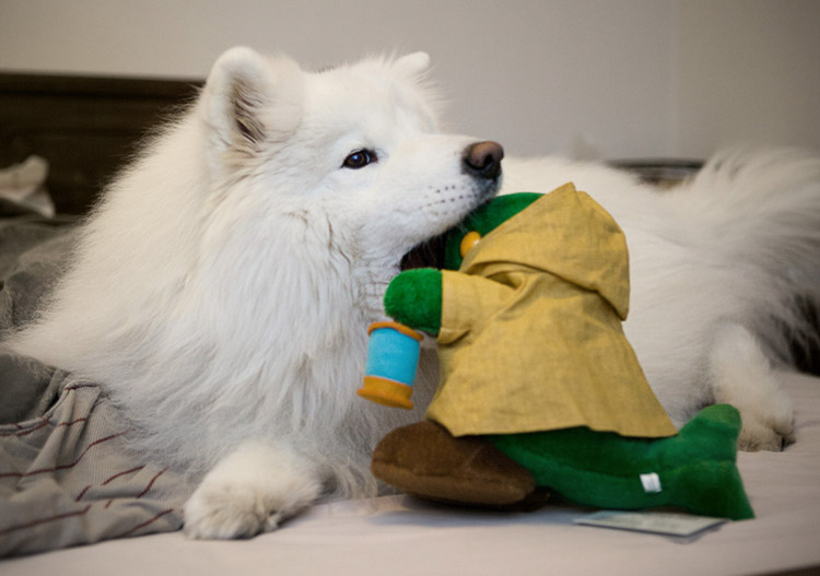 entretien des Samoyèdes