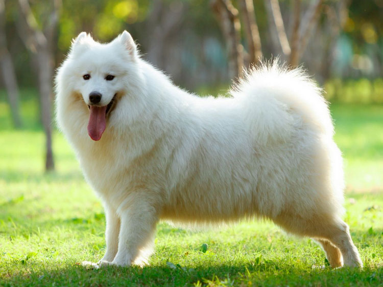 Samoyède standard