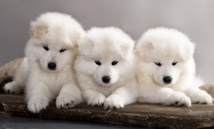 chiots samoyèdes
