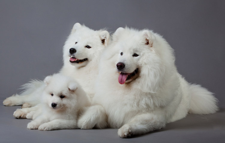 Samoyèdes