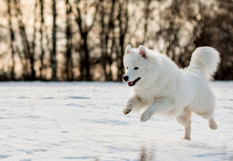 chien samoyède