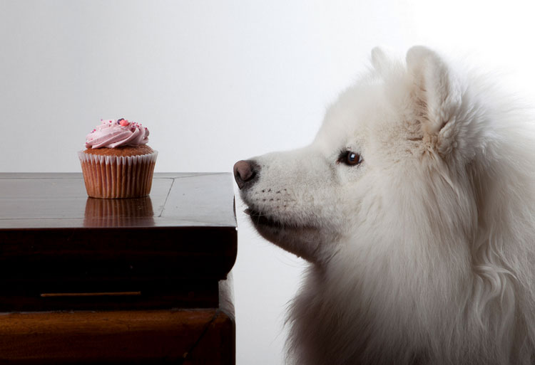 Que donner à manger à un Samoyède ?