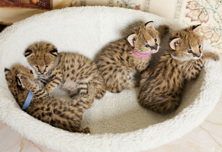 acheter des chatons servals