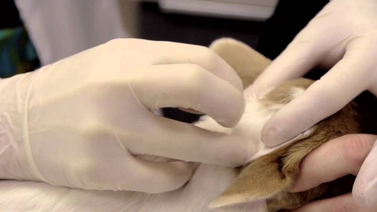 Le médicament est appliqué sur le garrot du chien.