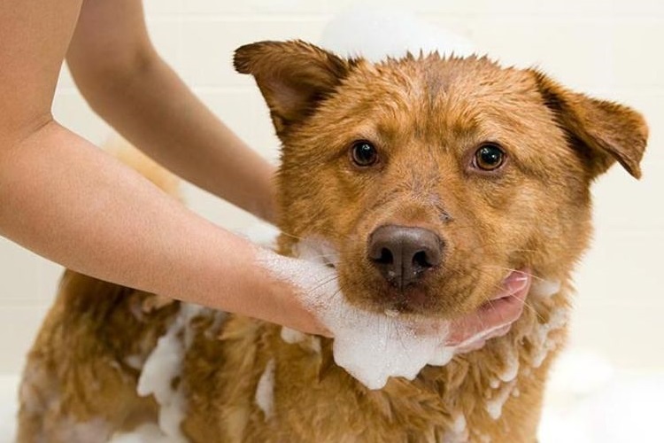Chien rouge dans de la mousse savonneuse
