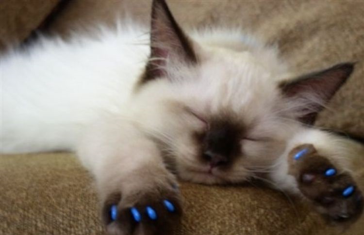 Un petit chaton dort