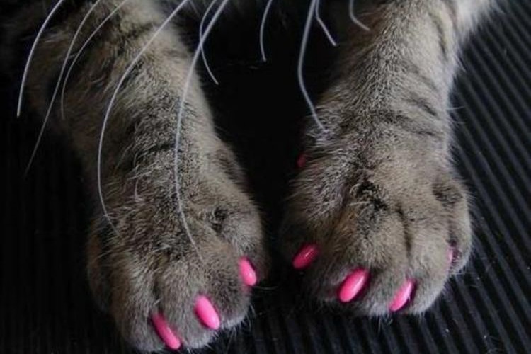 Griffe d'oiseau rose sur les pattes du chat