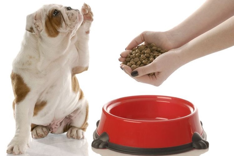 Un chien devant une gamelle de nourriture