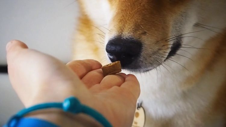 On donne une pilule au chien
