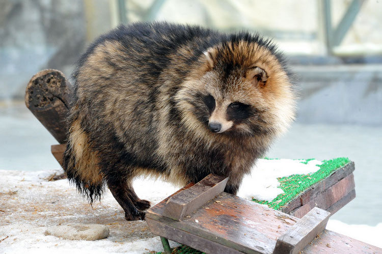 photo de chien viverrin