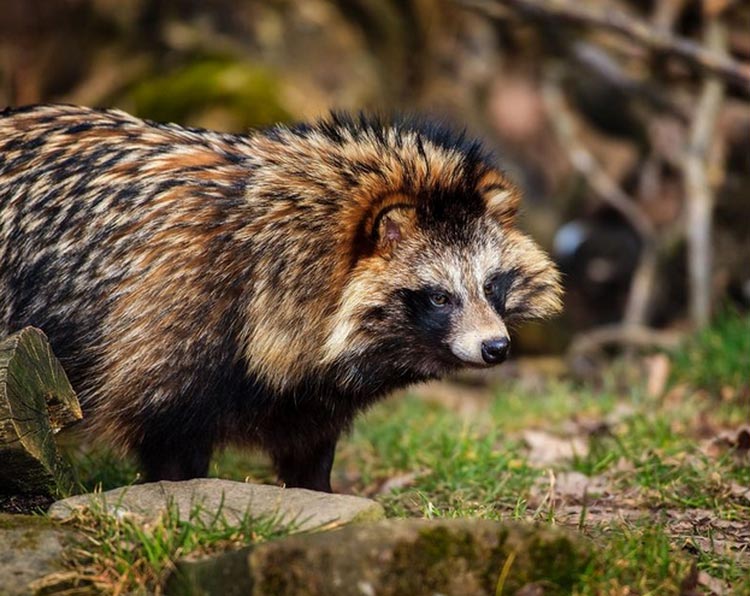 soins aux chiens viverrins