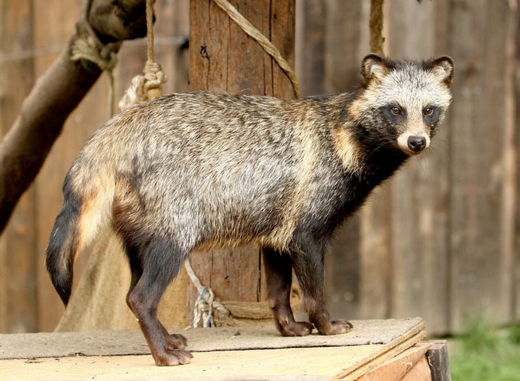 élevage de ratons laveurs
