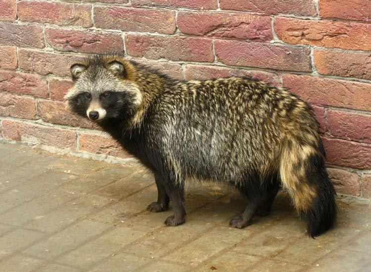 un chien viverrin dans l'appartement
