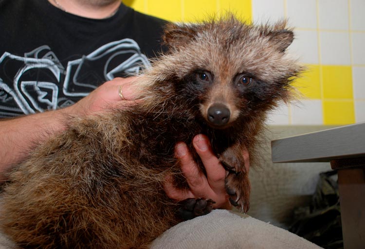 chien viverrin adulte