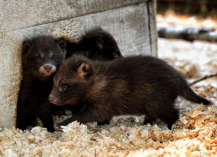 chiots de chien viverrin