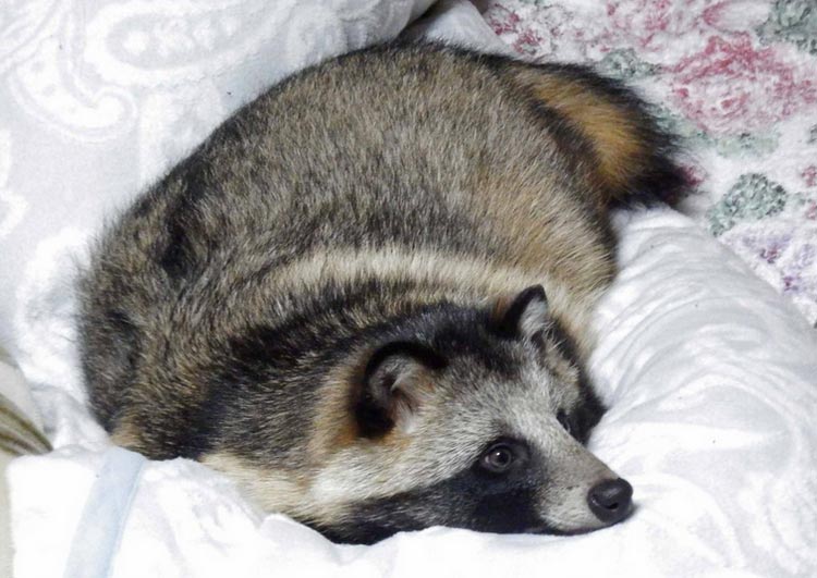 Où acheter un chien viverrin